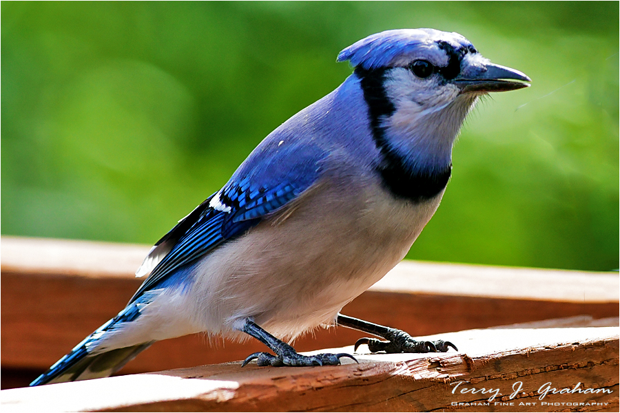 DSC_4731.jpg