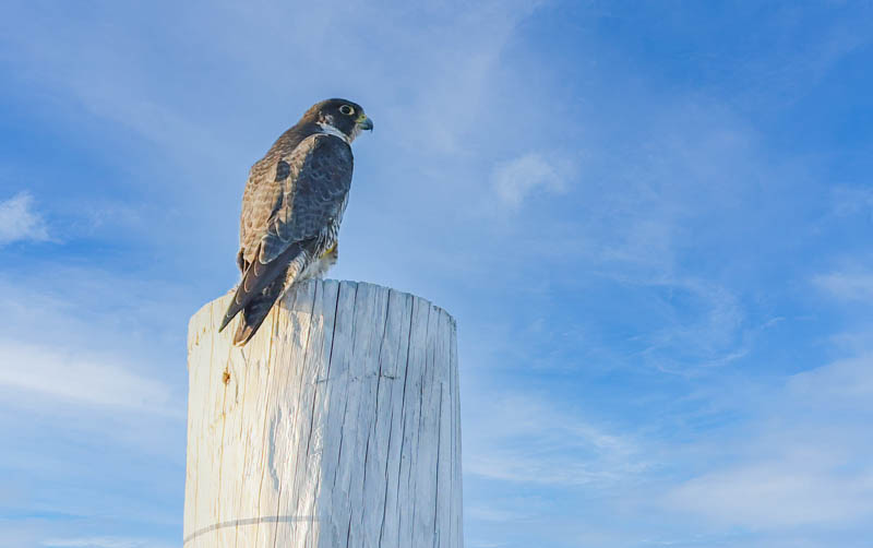 Peregrine Falcon