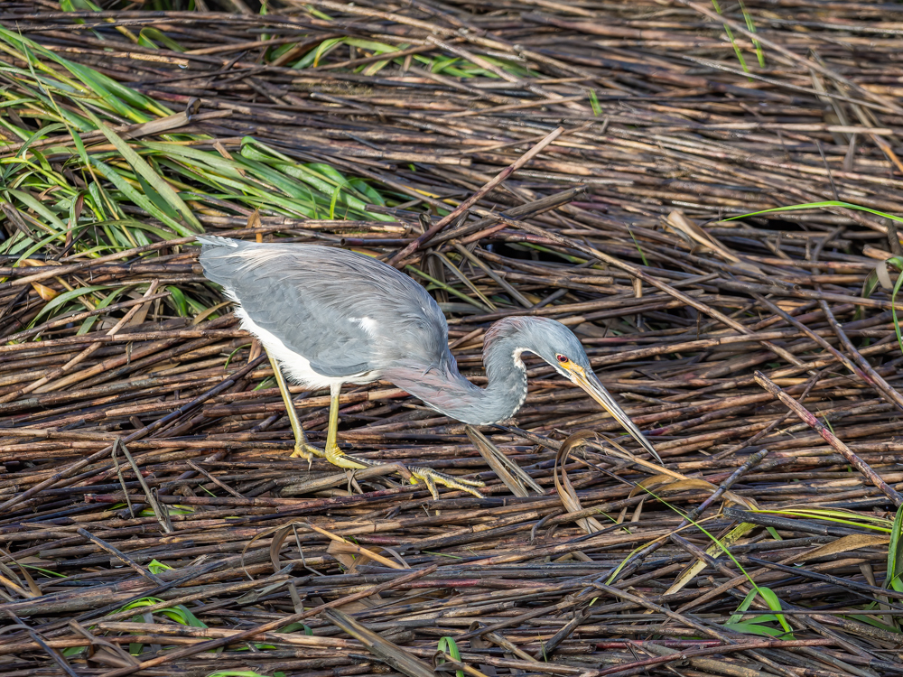 Tricolored Heron