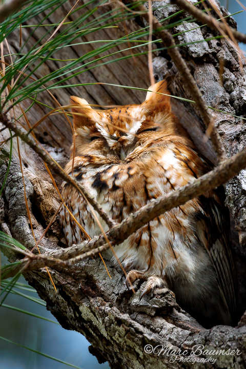 Screech Owl 29993