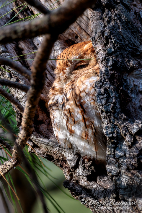 Screech Owl 30095