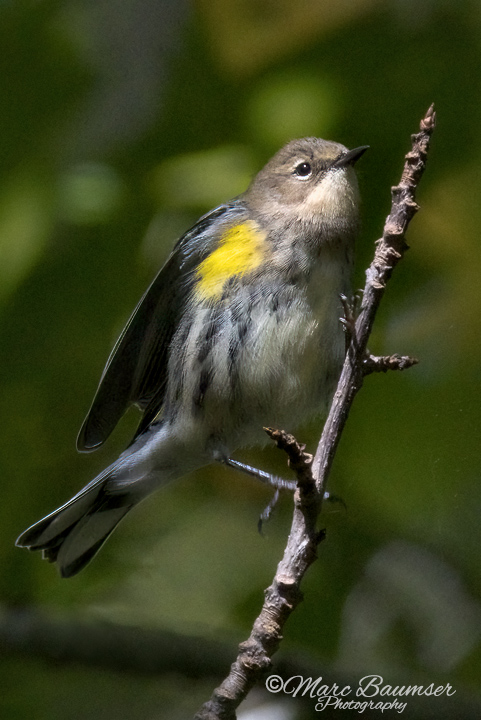 Yellow-rumped Warbler 43668