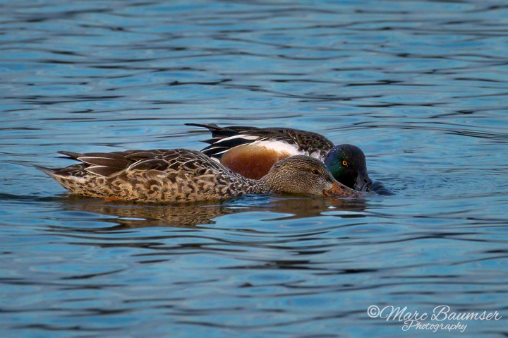 Northern Shovelers 46422