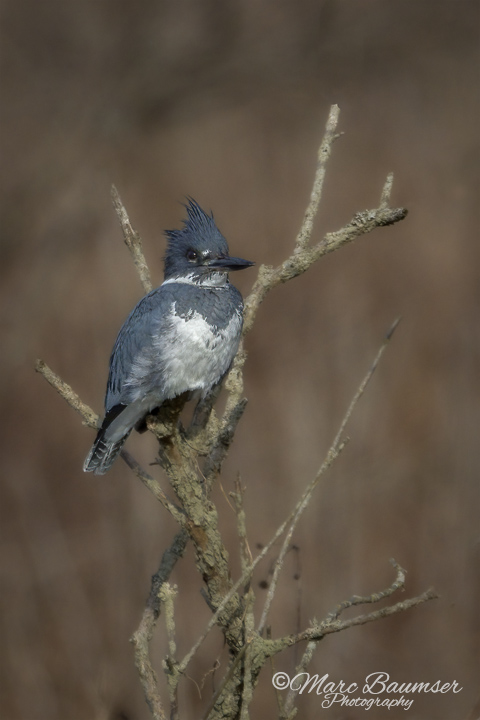 Belted Kingfisher 46694
