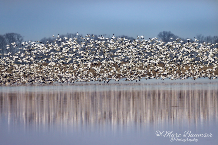 Snow Geese Taking Off 46985