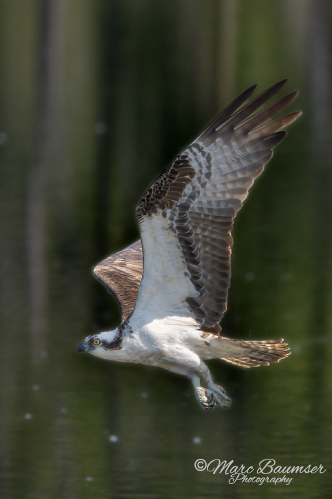 Osprey 52775
