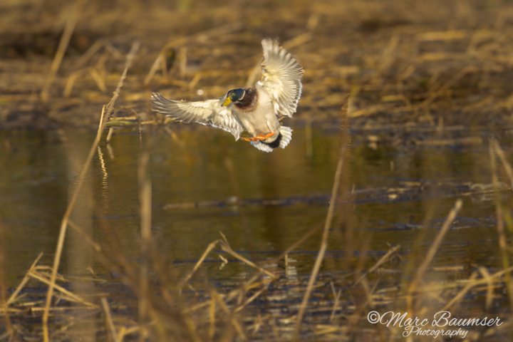 Mallard Landing 56209