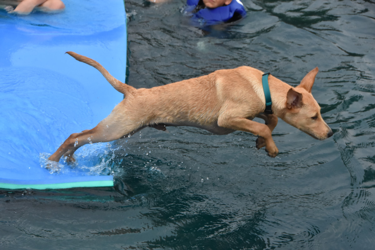 Leaping into the pond