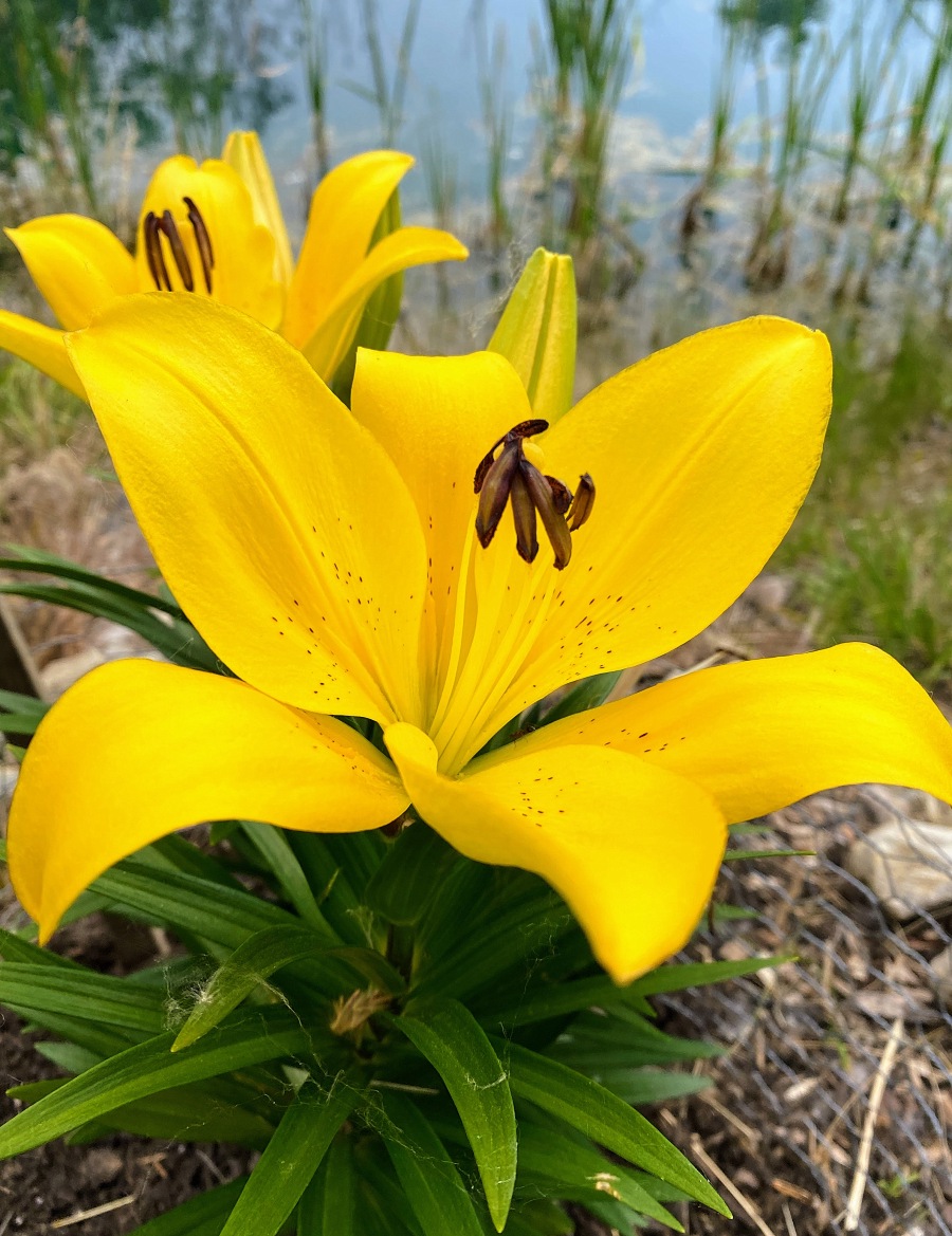 Brendas Lily at the pond