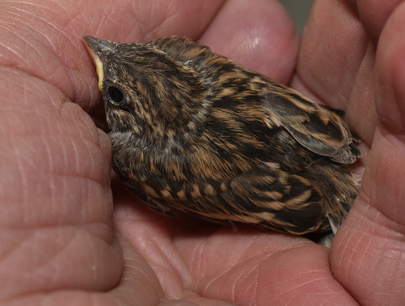 Chipping Sparrow Teenager