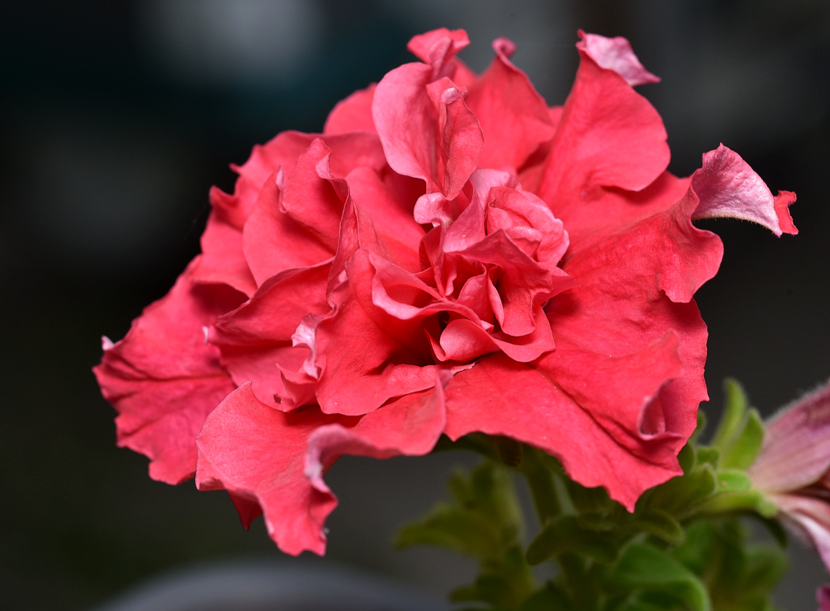 Brendas Petunia Bloom (Double Cascade Valentine)