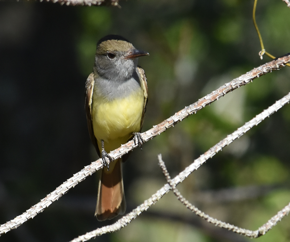 Tropical Kingbird