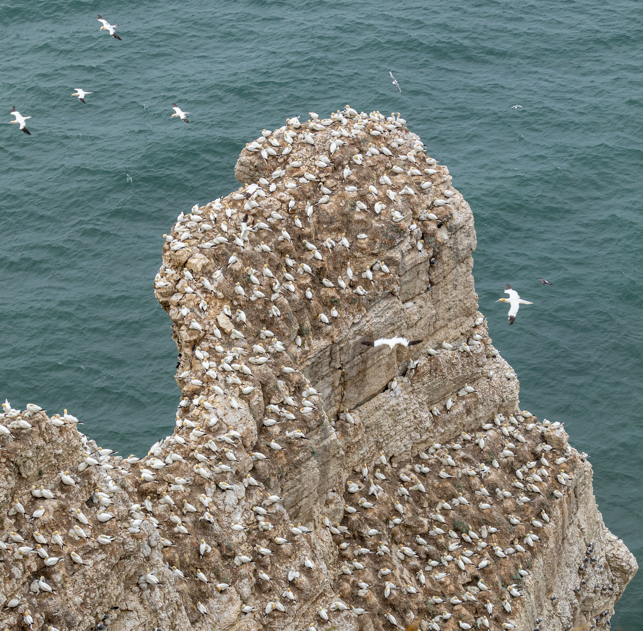 Bempton IMG_5233.jpg