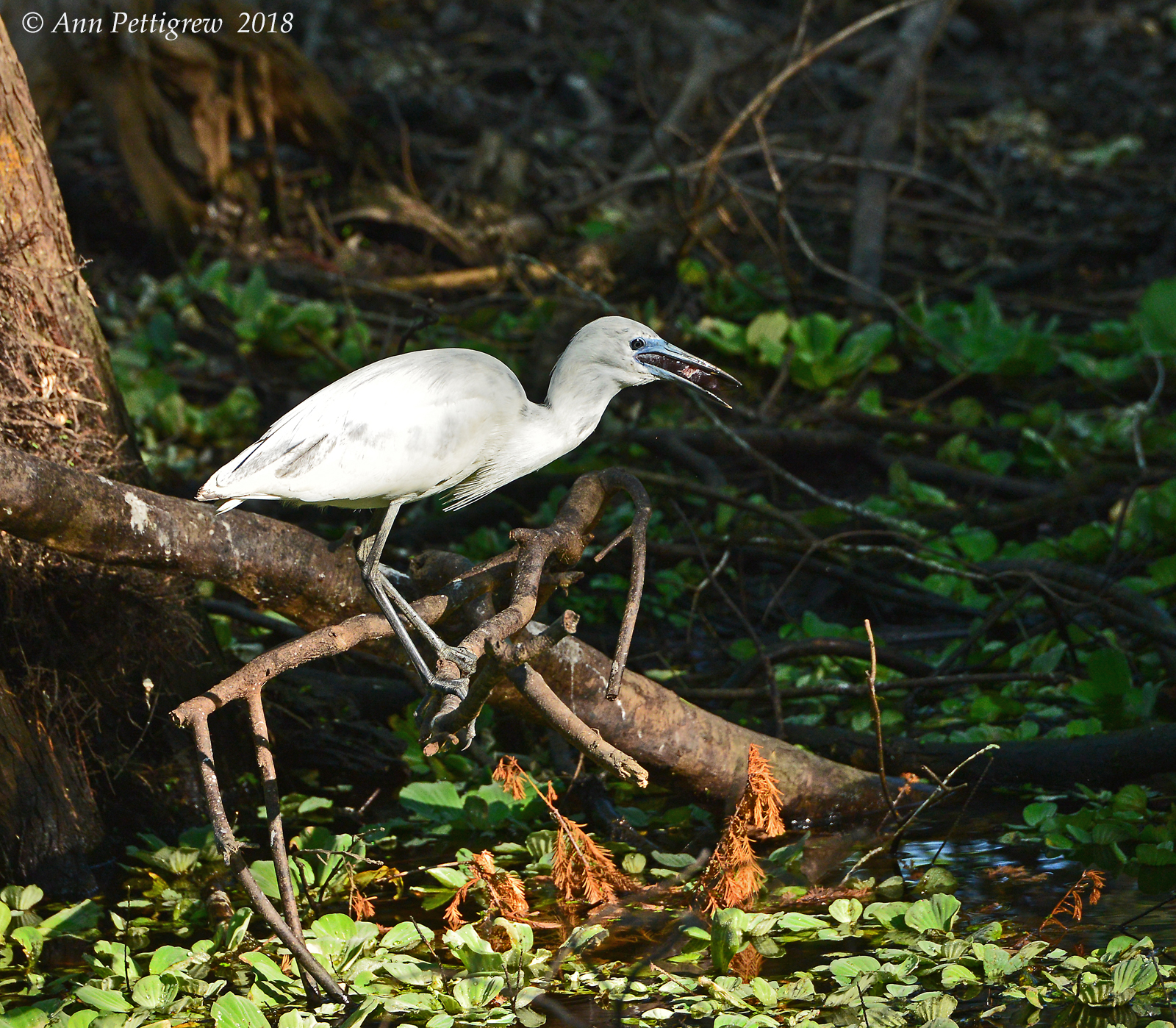 Little Blue Heron