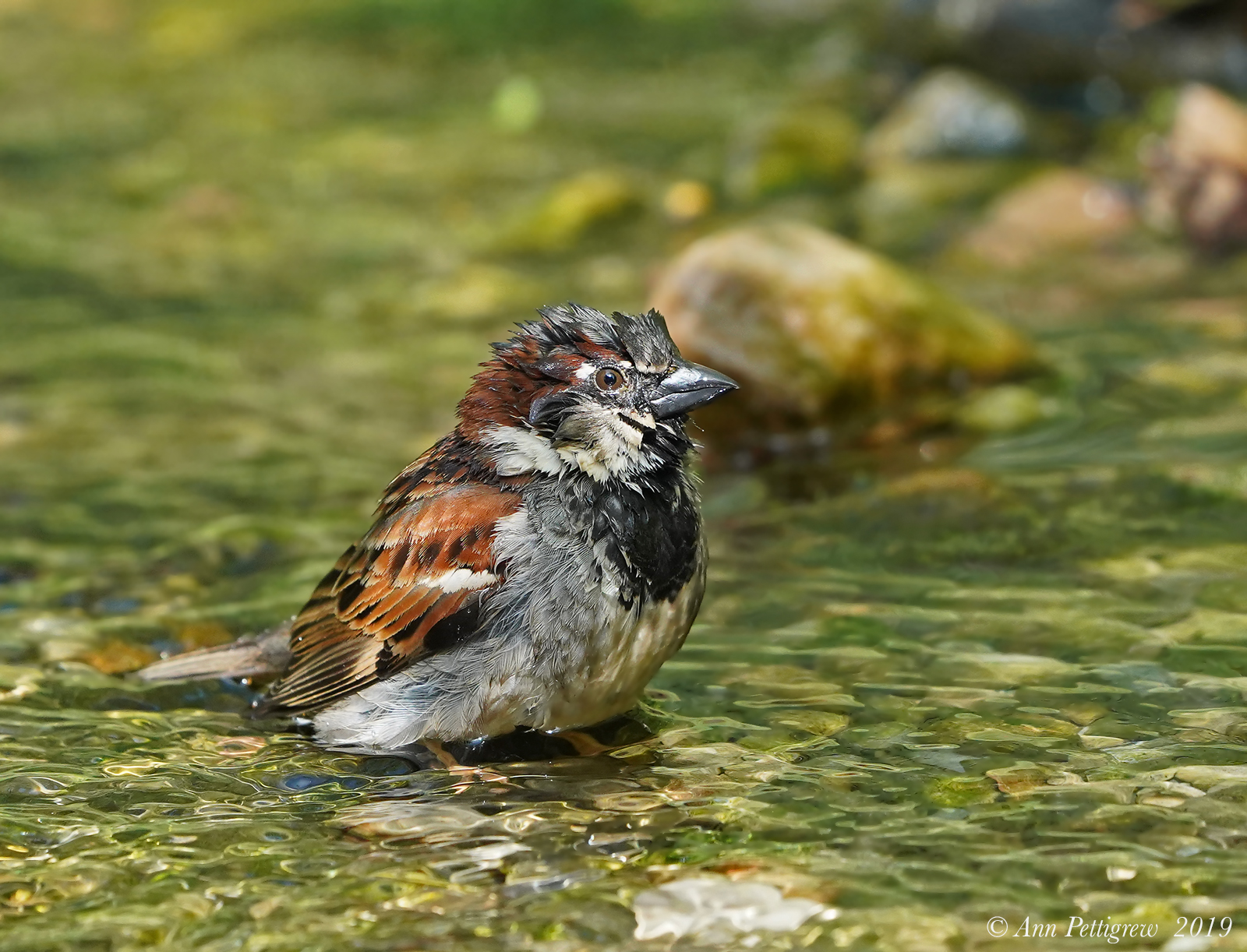 Male-House-Sparrow---DSC05057.jpg