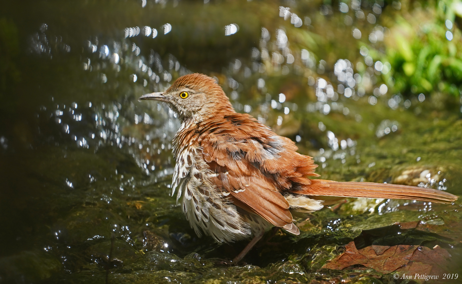 Brown Thrasher