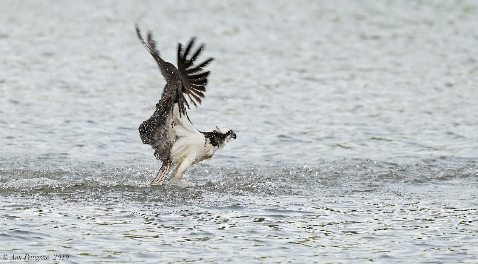 Osprey 