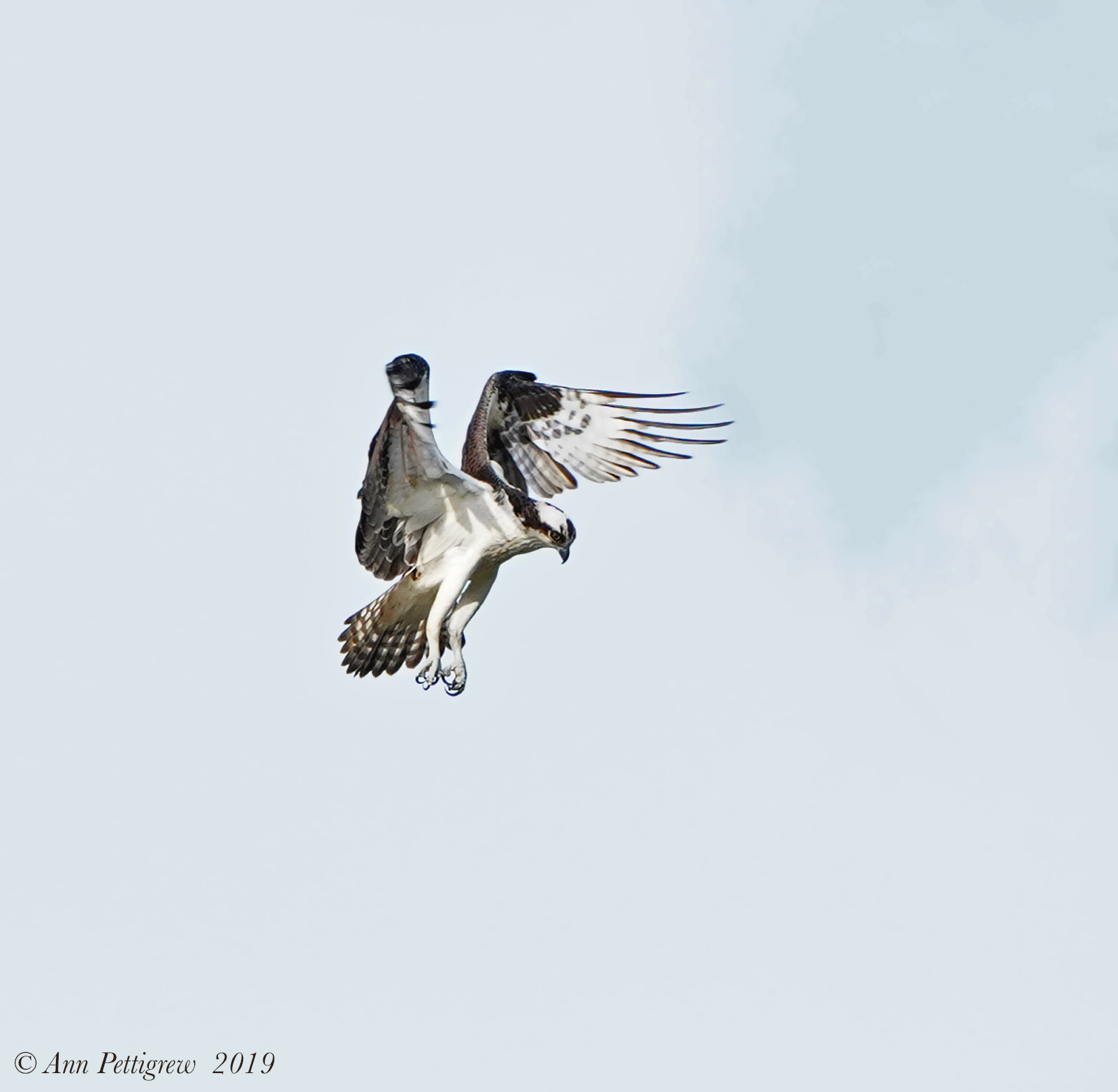 Hovering Osprey 