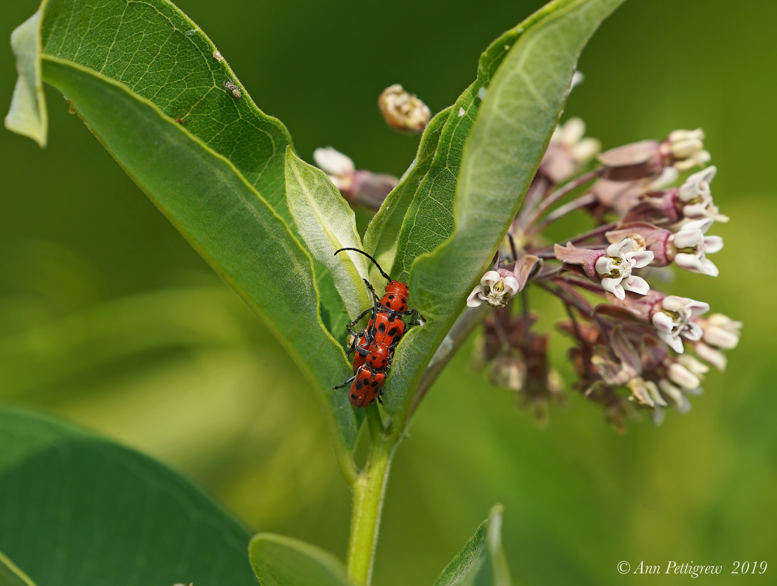 Red Milkweed Beetles