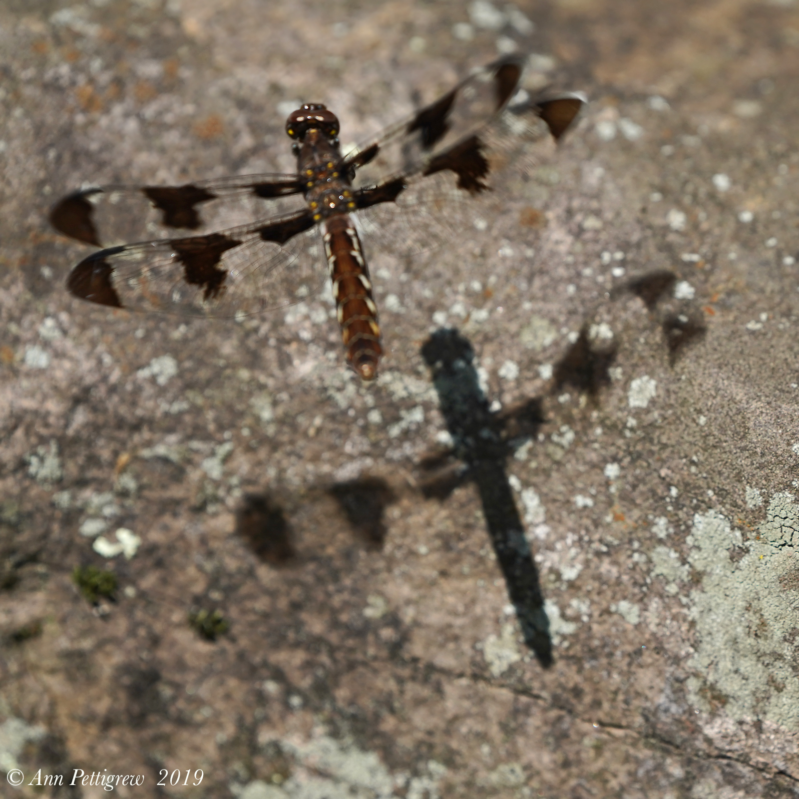 Shadow Dancing  (Common Whitetail - Female)