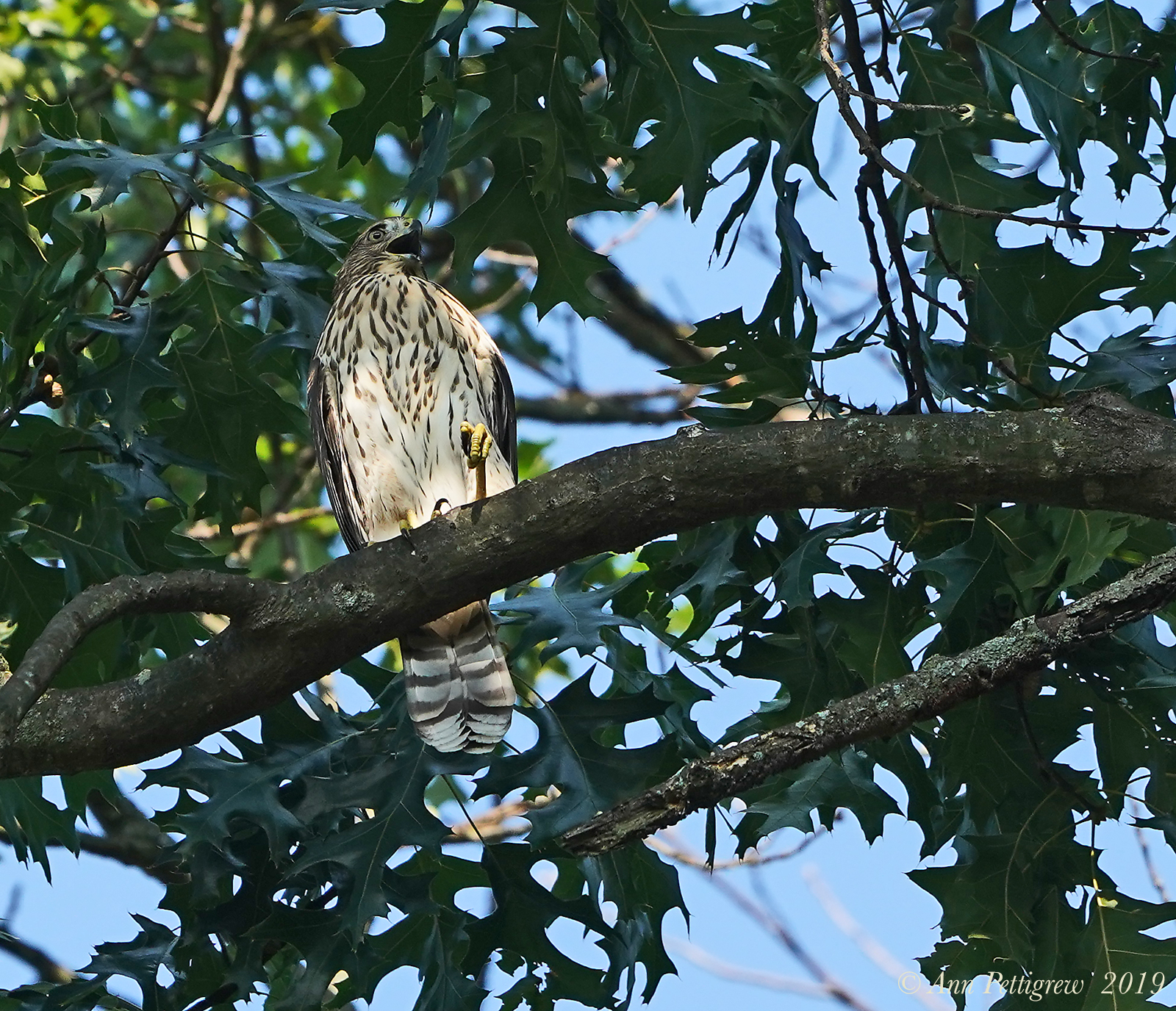 Coopers Hawk (Juvenile)