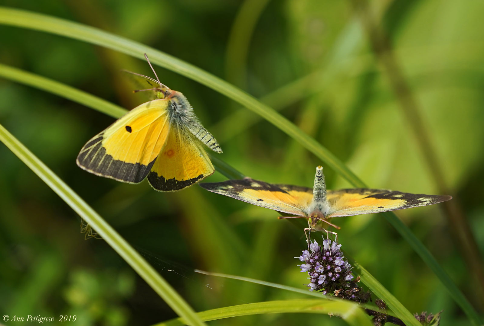 Orange Sulphur