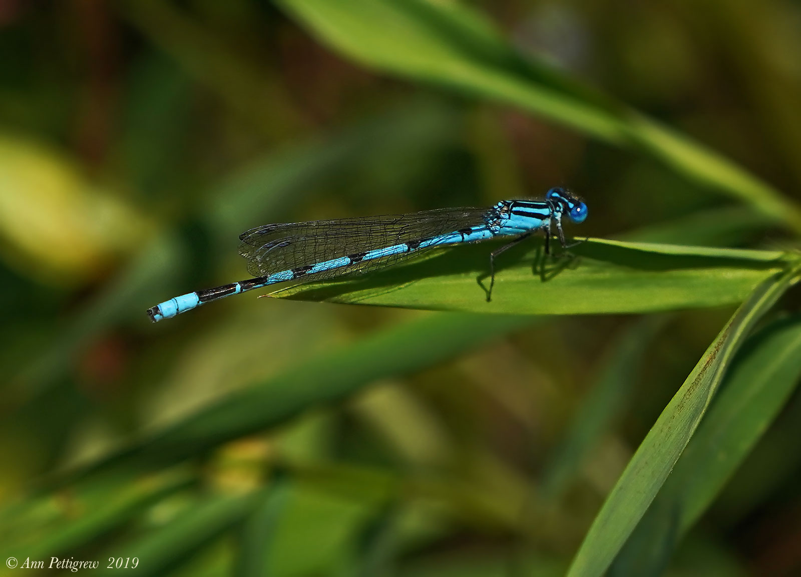 Big Bluet 