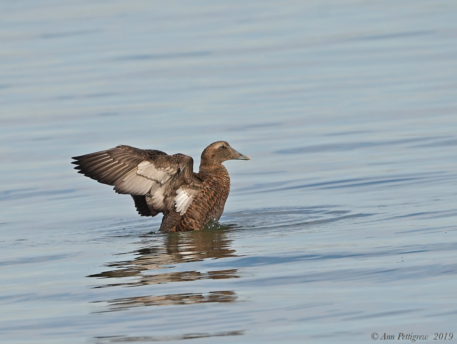 Common Eider - Female