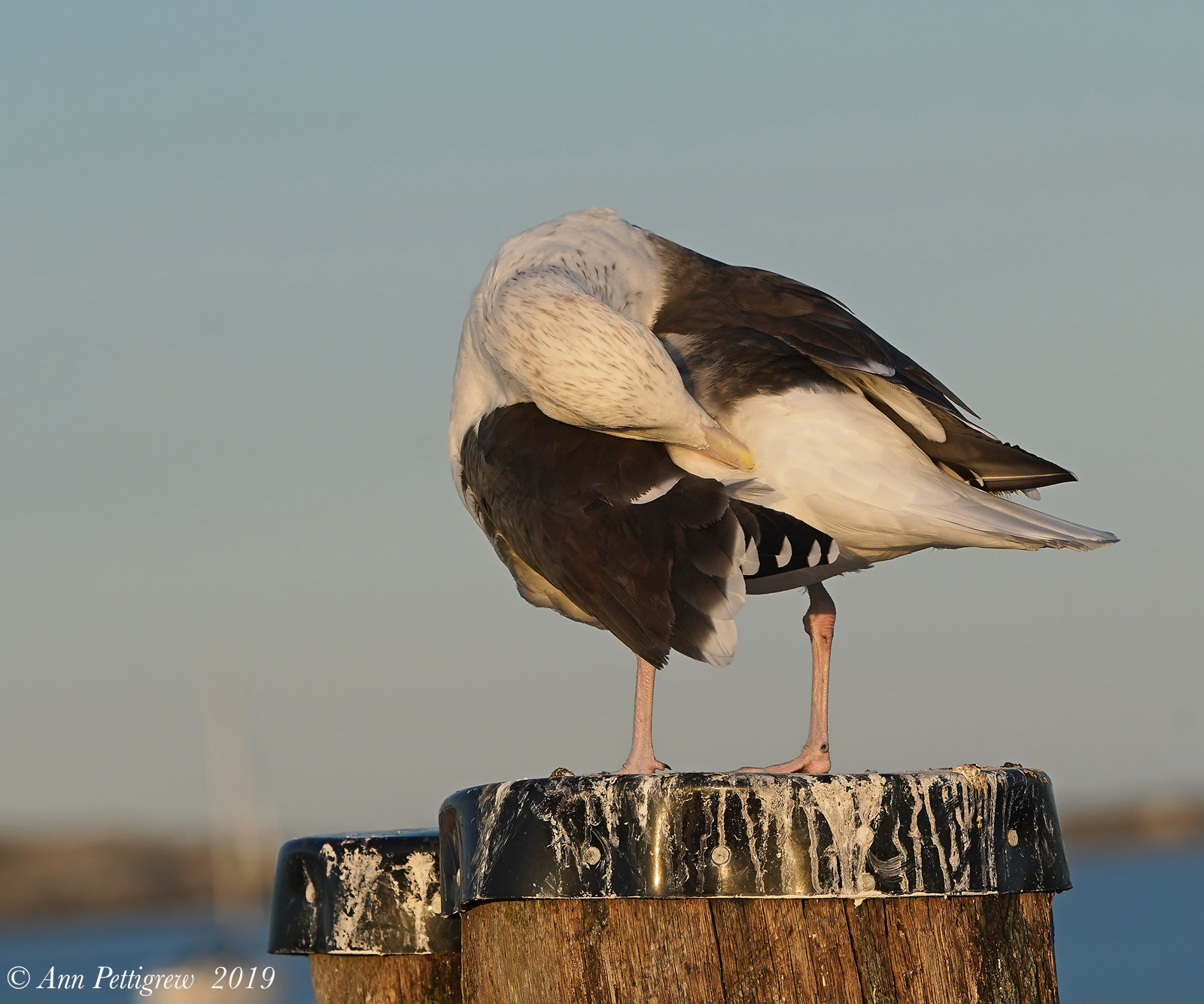 Great Black-backed Gull