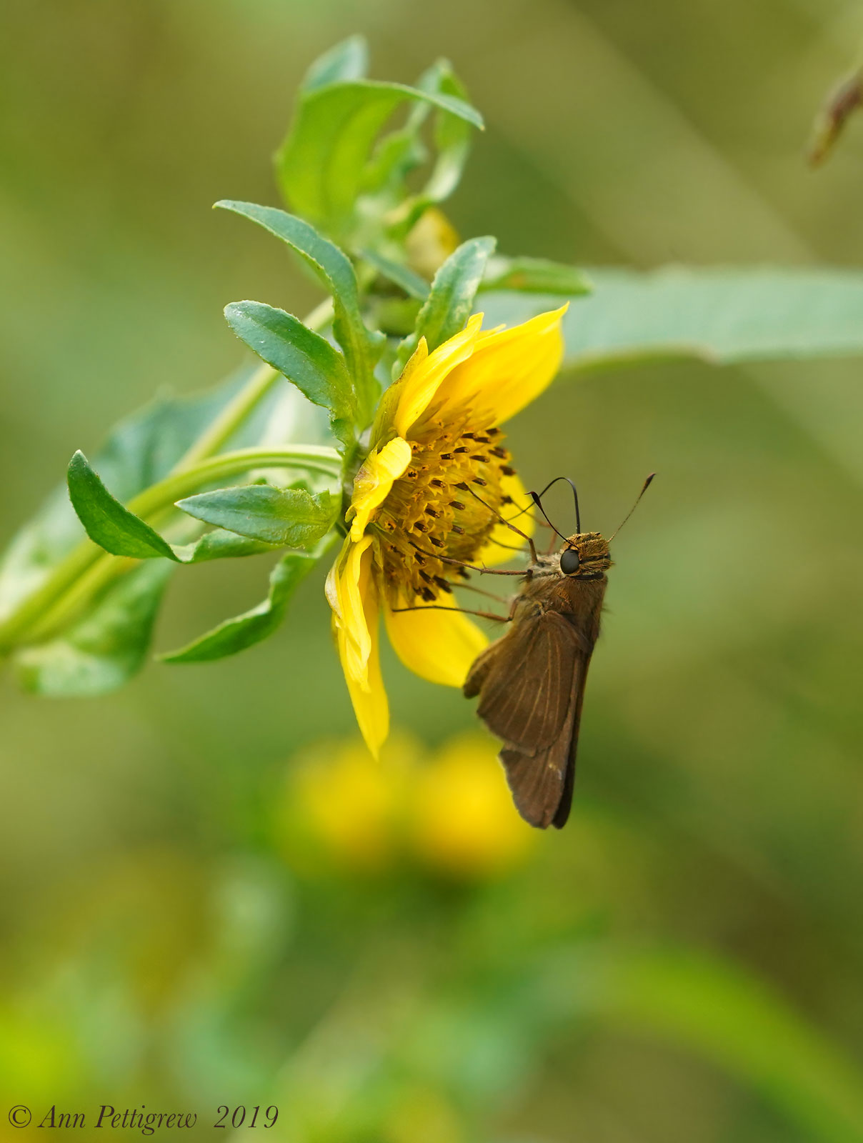 Ocola Skipper