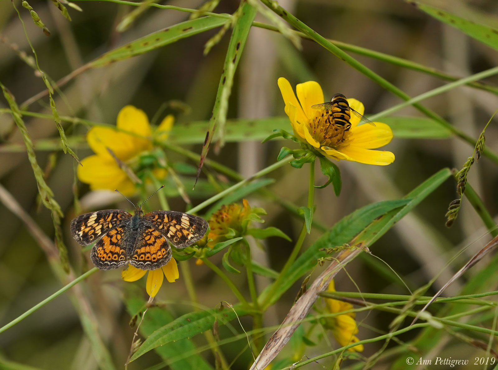 Pearl Crescent and Bee Mimic