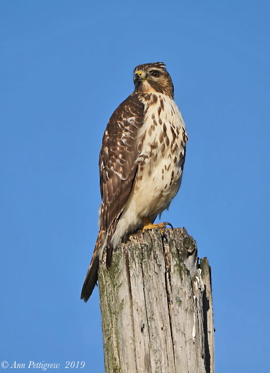 Red-tailed x Red-shouldered Hawk