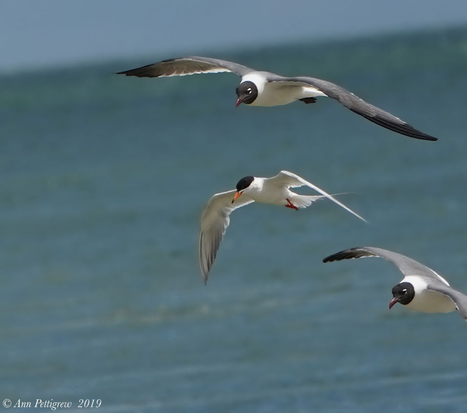Common Tern and Laughing gulls
