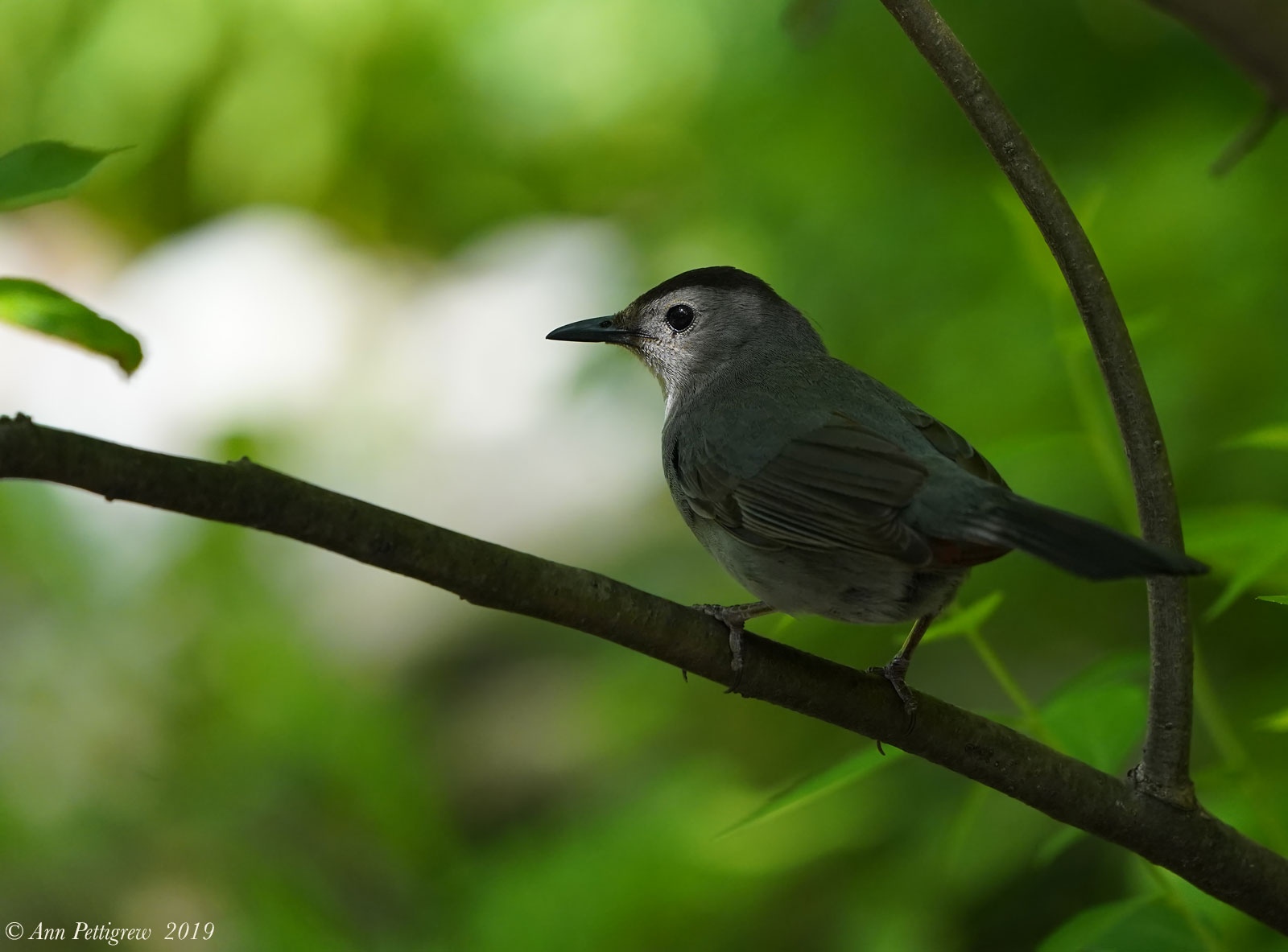 Gray Catbird