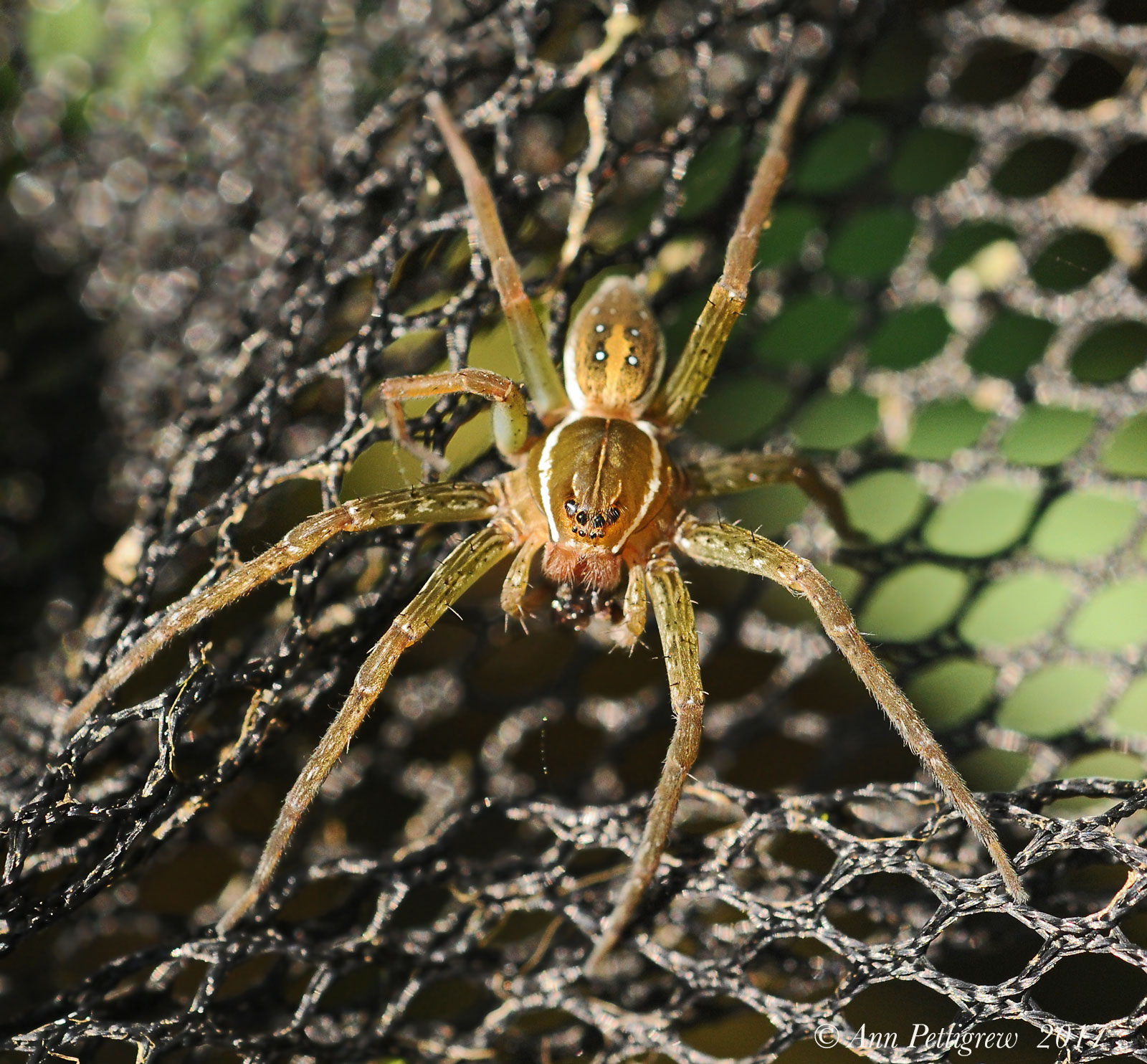 Six-spotted-Fishing-Spider---DSC_0354jpg