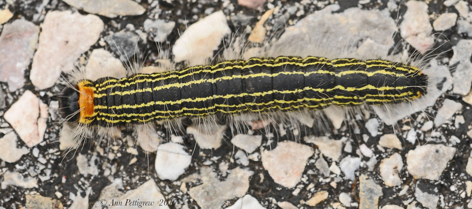 Yellow-necked Caterpillar 