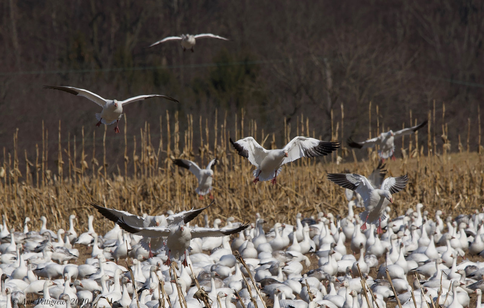 Snow Geese