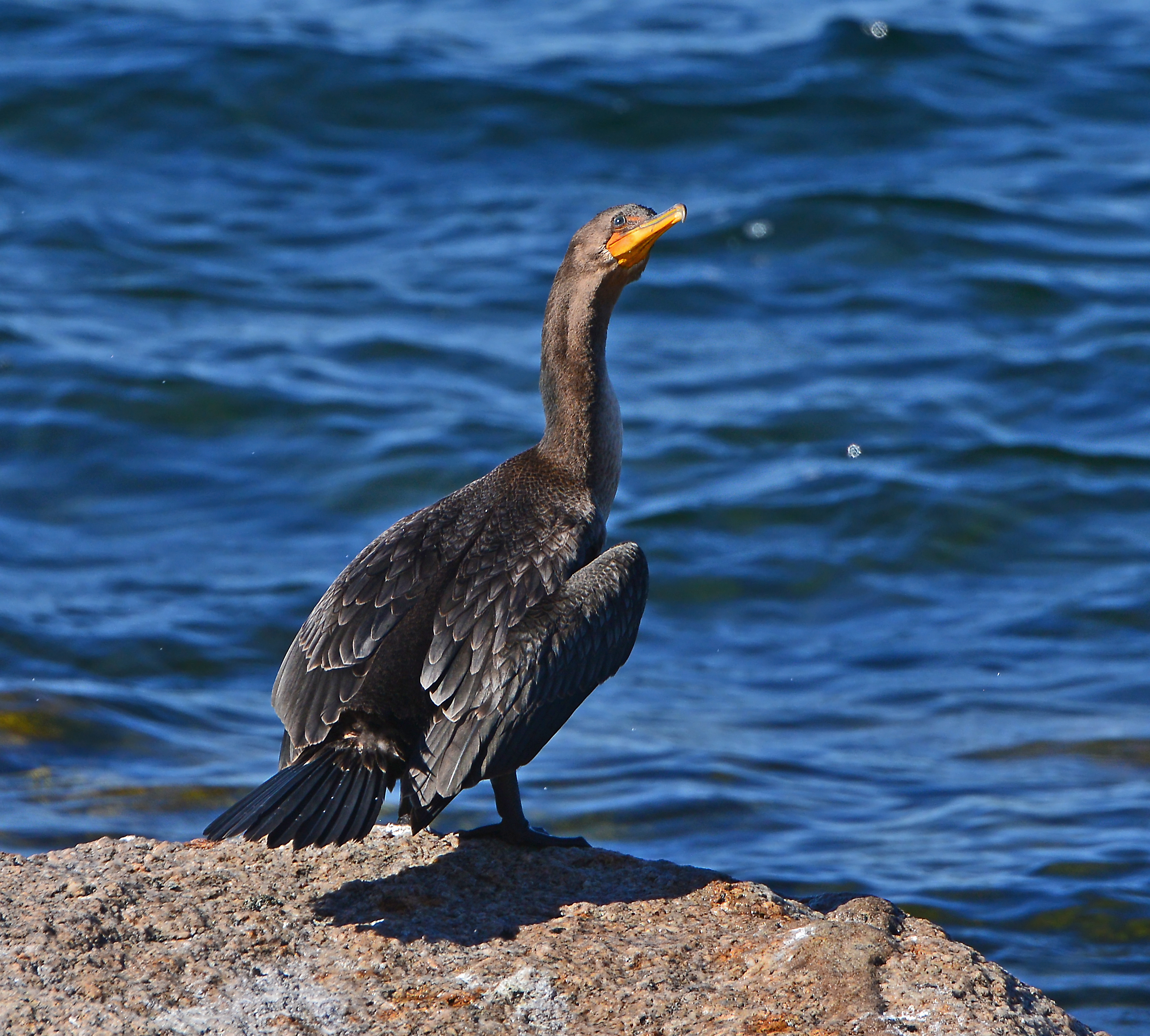 Double-crested Cormorants