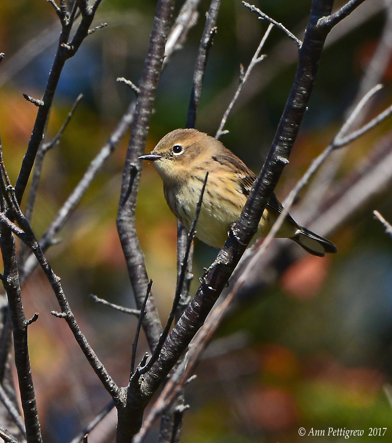 Yellow-rumped Warbler