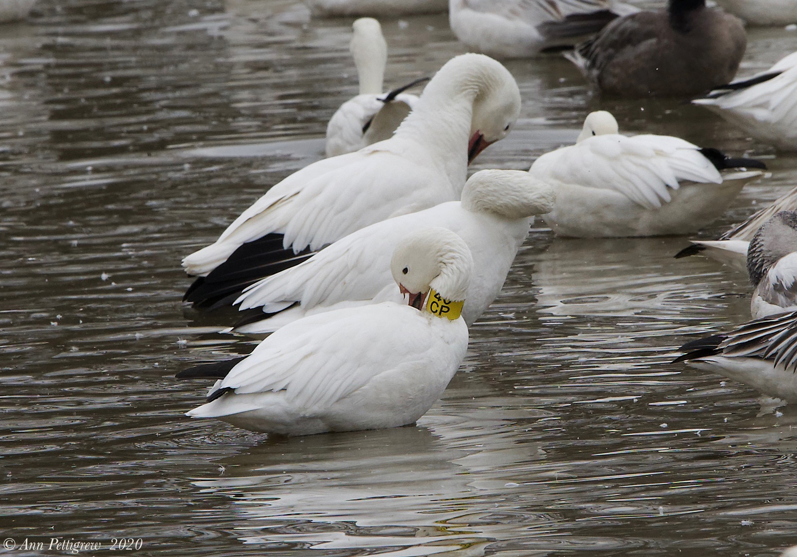 Tagged Snow Goose