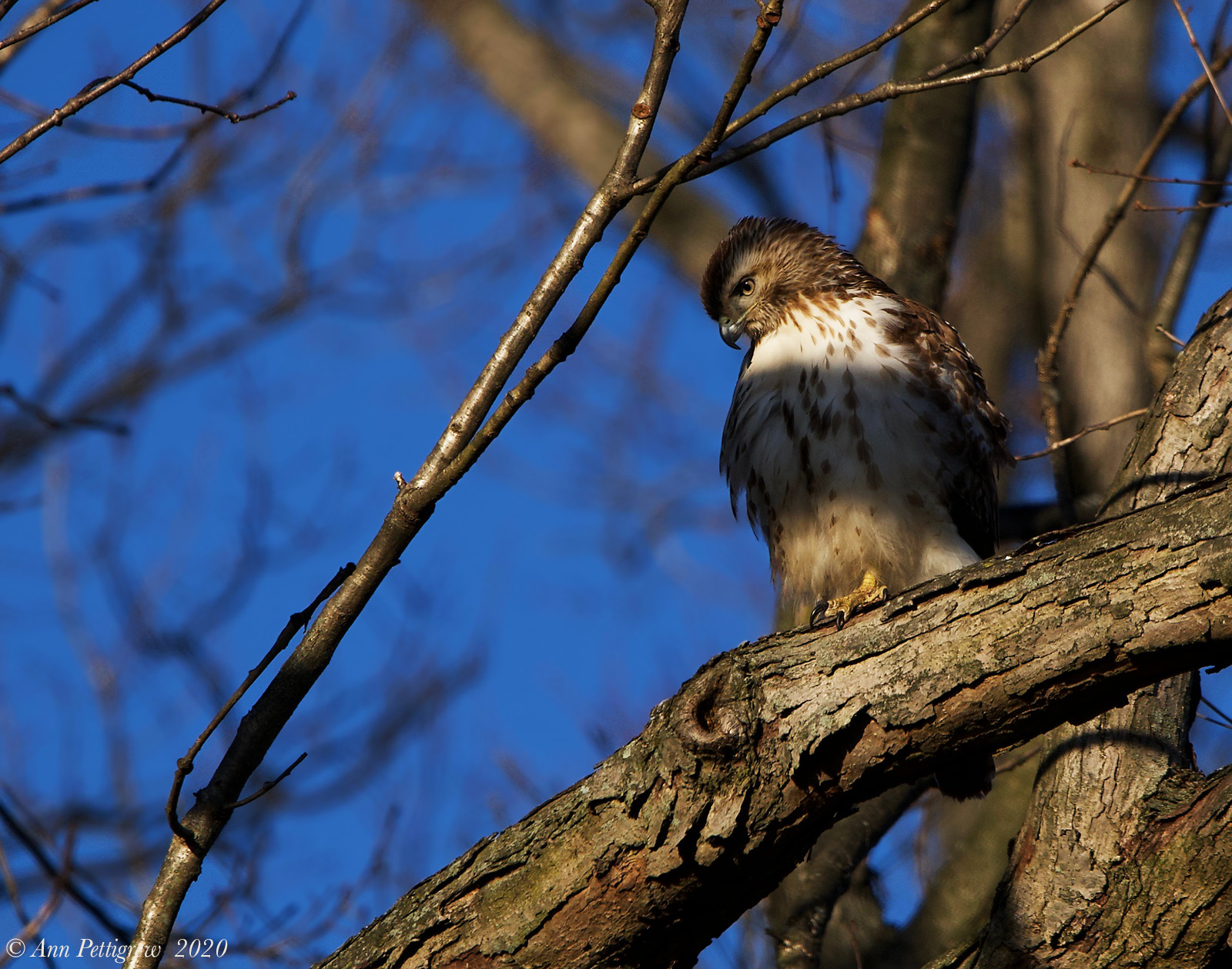 Red-tailed Hawk