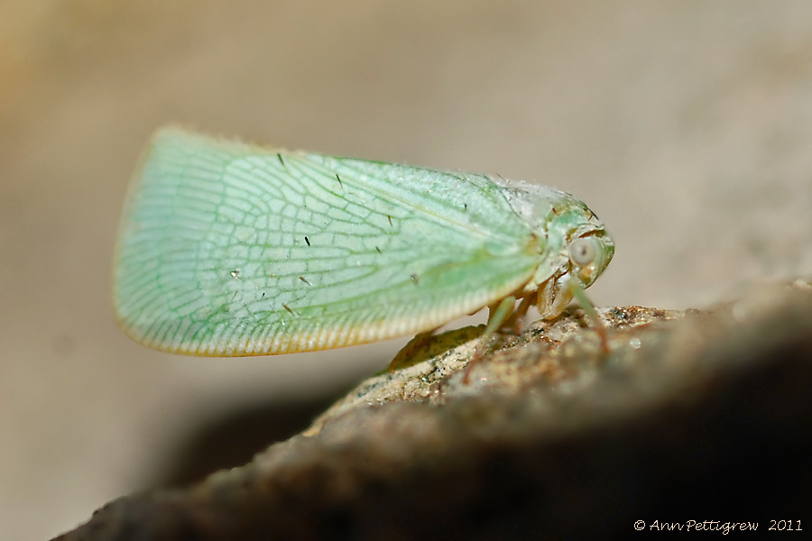 Northern Flatid Planthopper