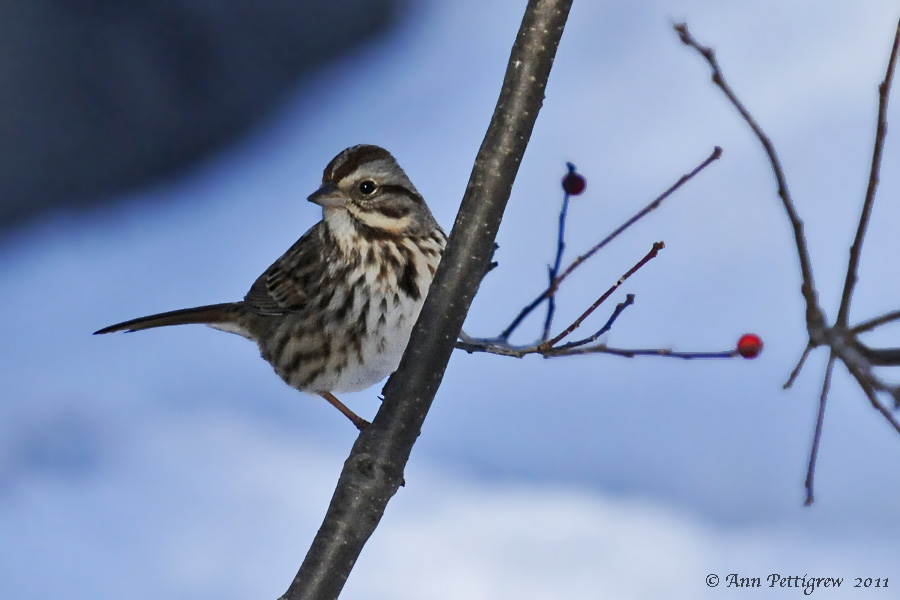 Song Sparrow