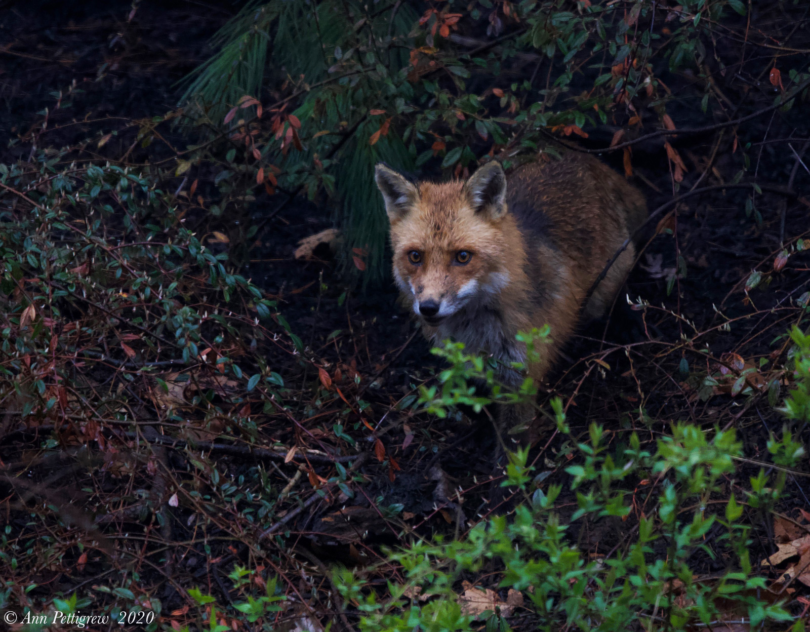 Red-Fox---S7307310.jpg