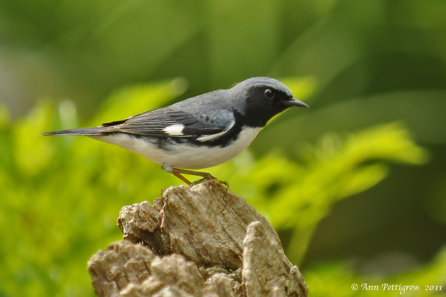 Black-throated Blue Warbler