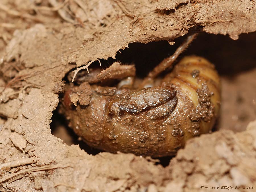 Cicada Larva in Underground Tunnel