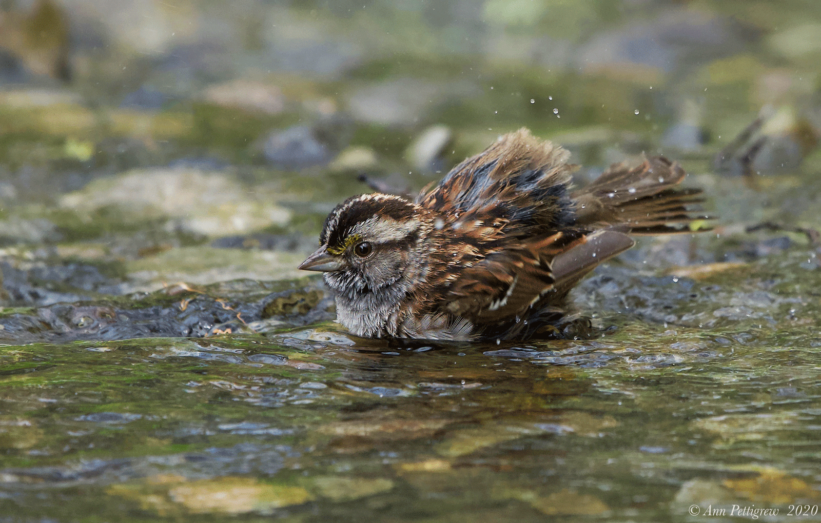 White-throated Sparrow