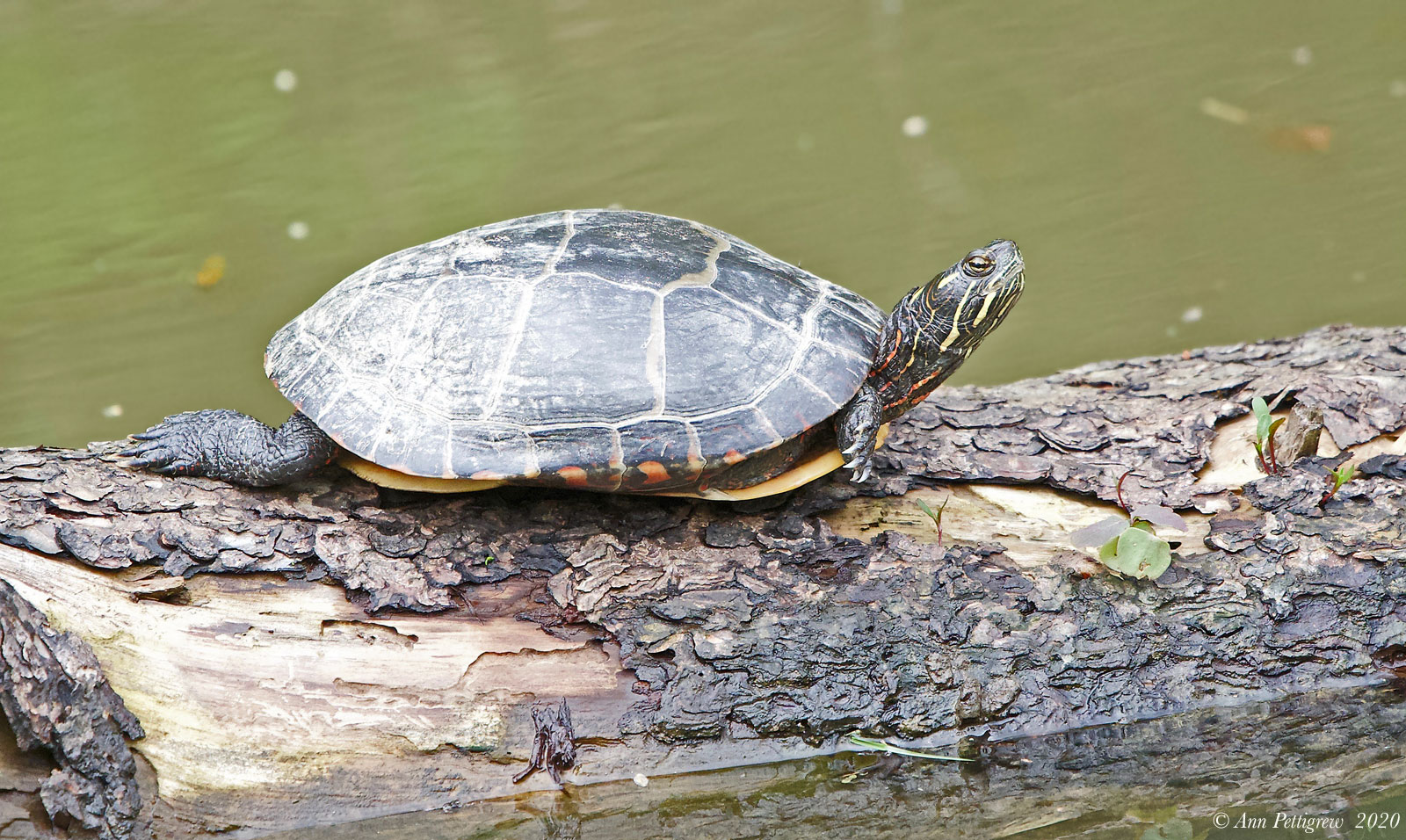 Eastern Painted Turtle