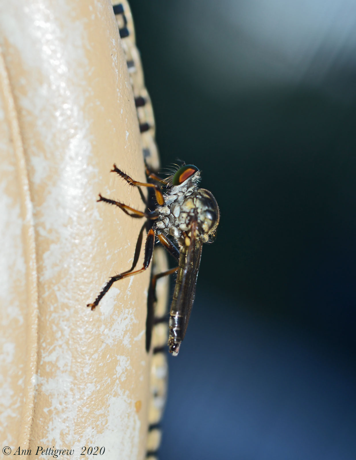 Robber Fly