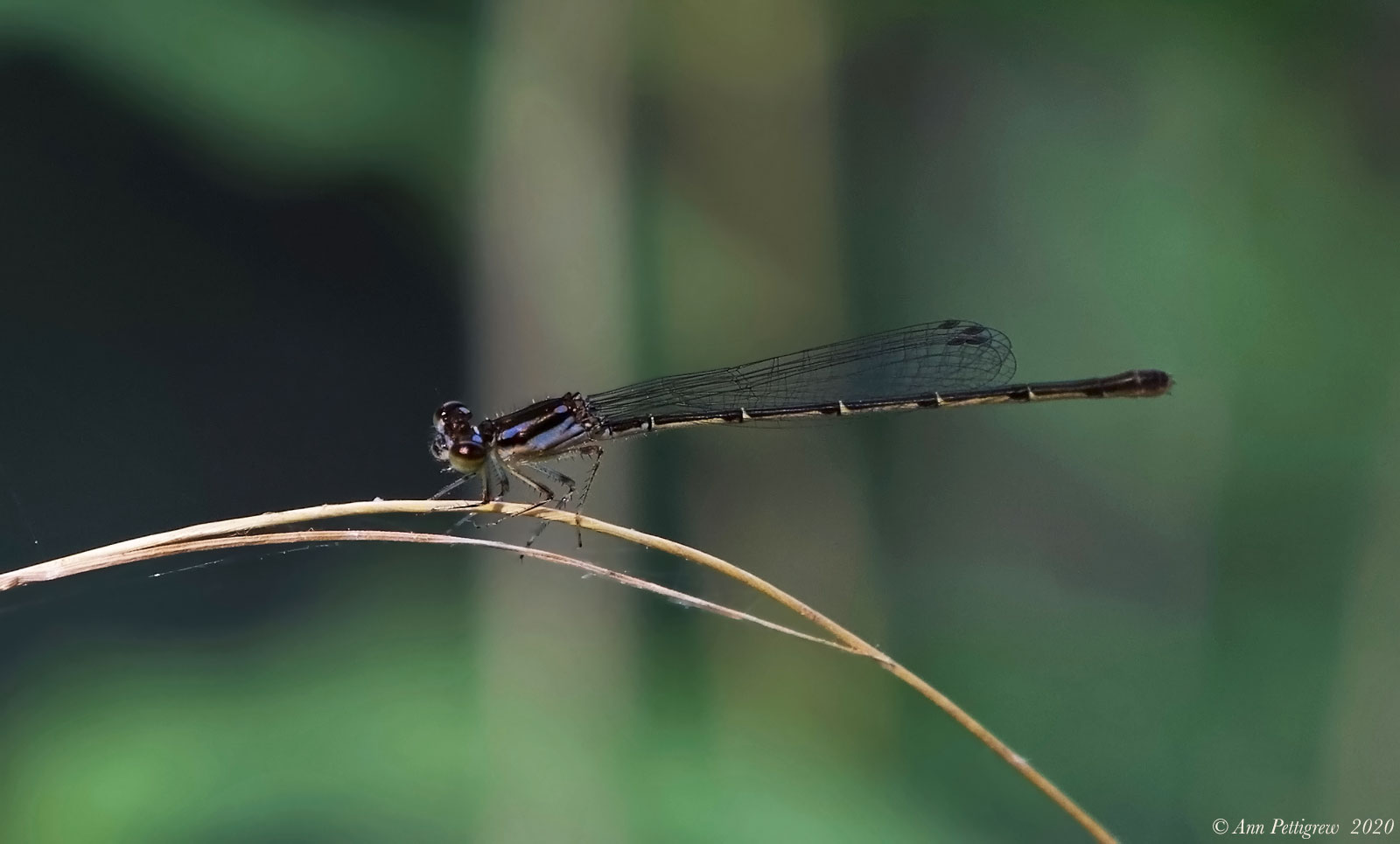 Fragile Forktail